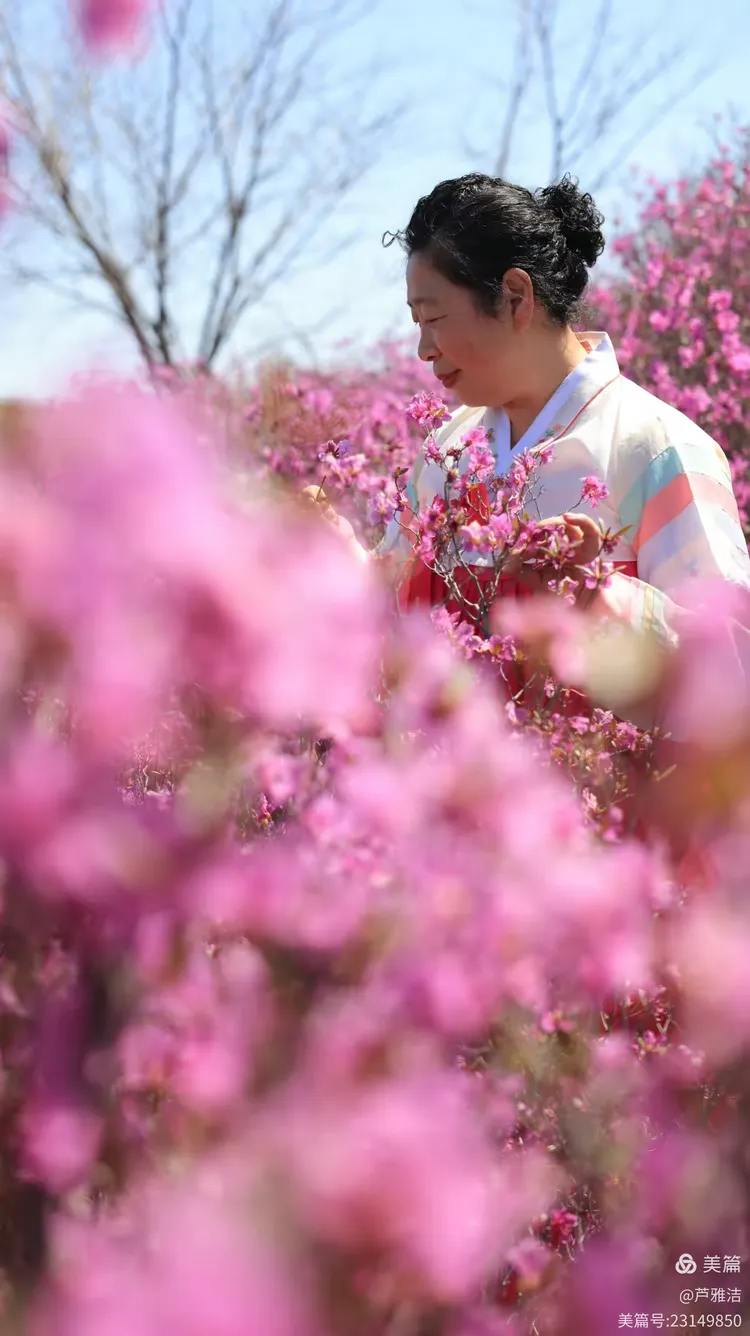 朝鲜族的金达莱 满族的年喜花